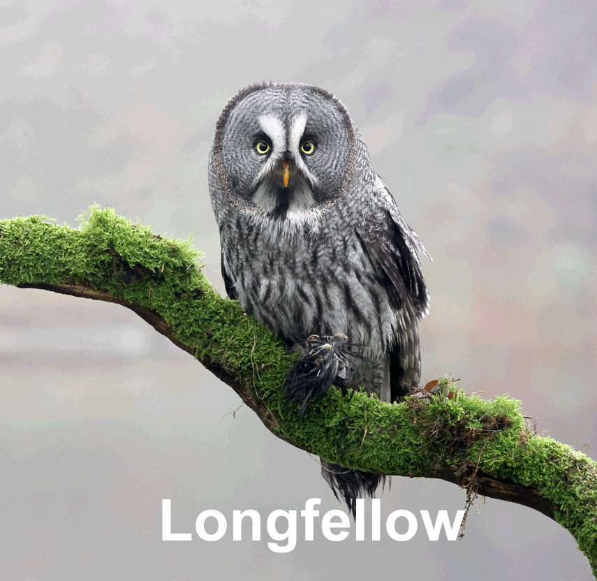 Gray Owl on moss-lined tree branch